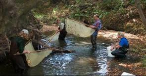 Biologists collect some of the last remaining wild coho salmon from Green Valley Creek, in the Russian River watershed, on September 11, 2001 to prevent local extinction.