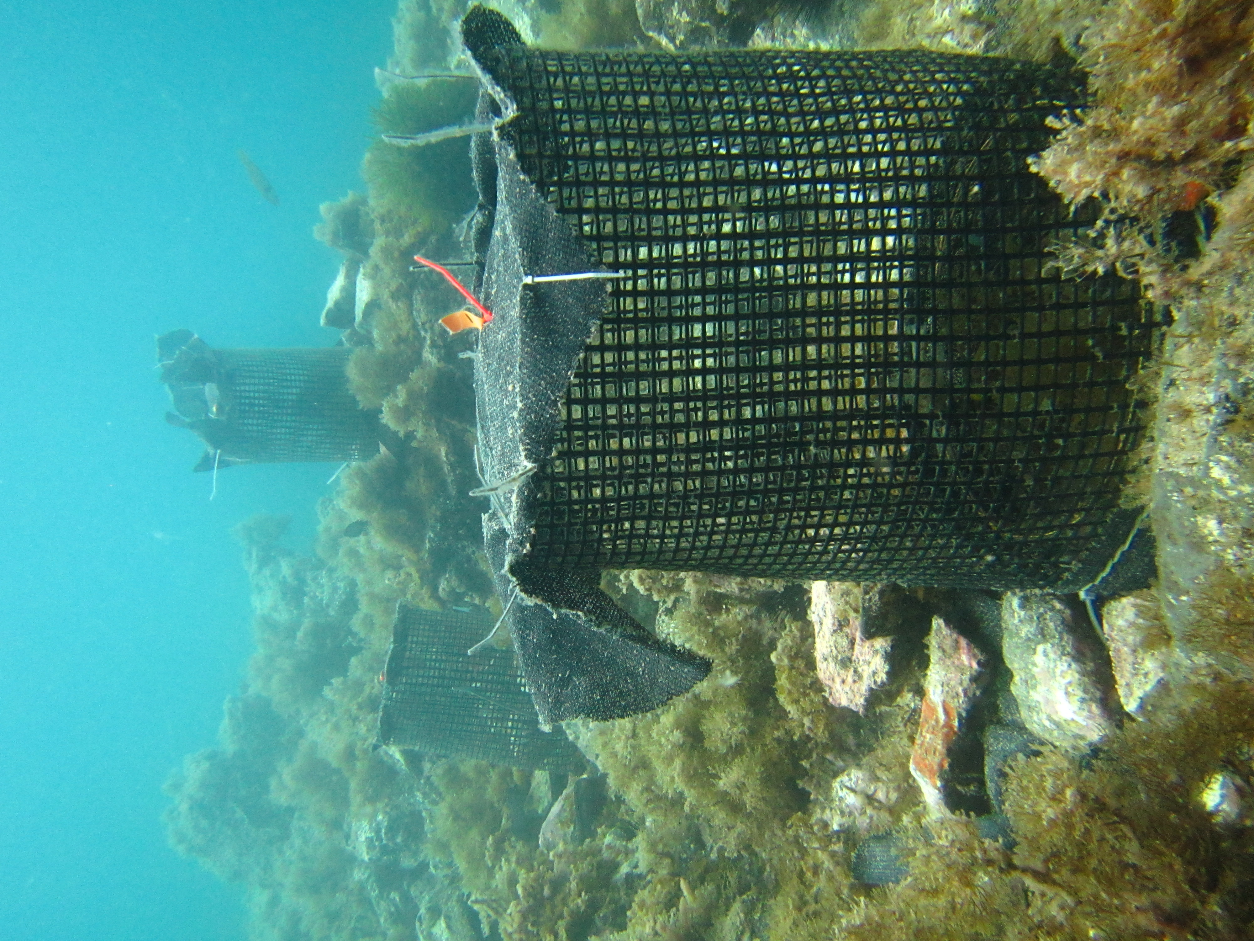 underwater cages with algae on a rocky reef