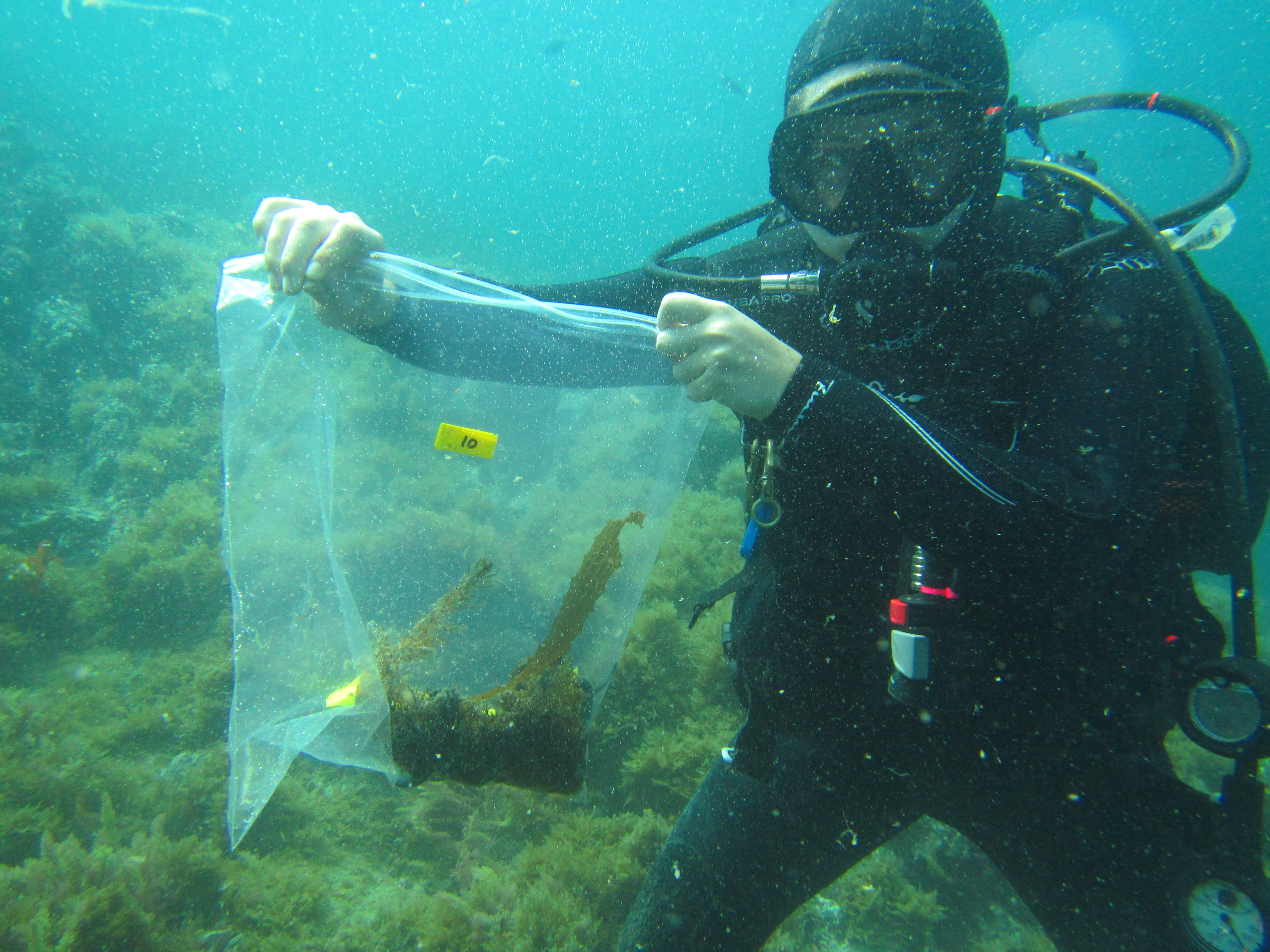 scuba diver holding up a plastic bag filled with seaweed samples