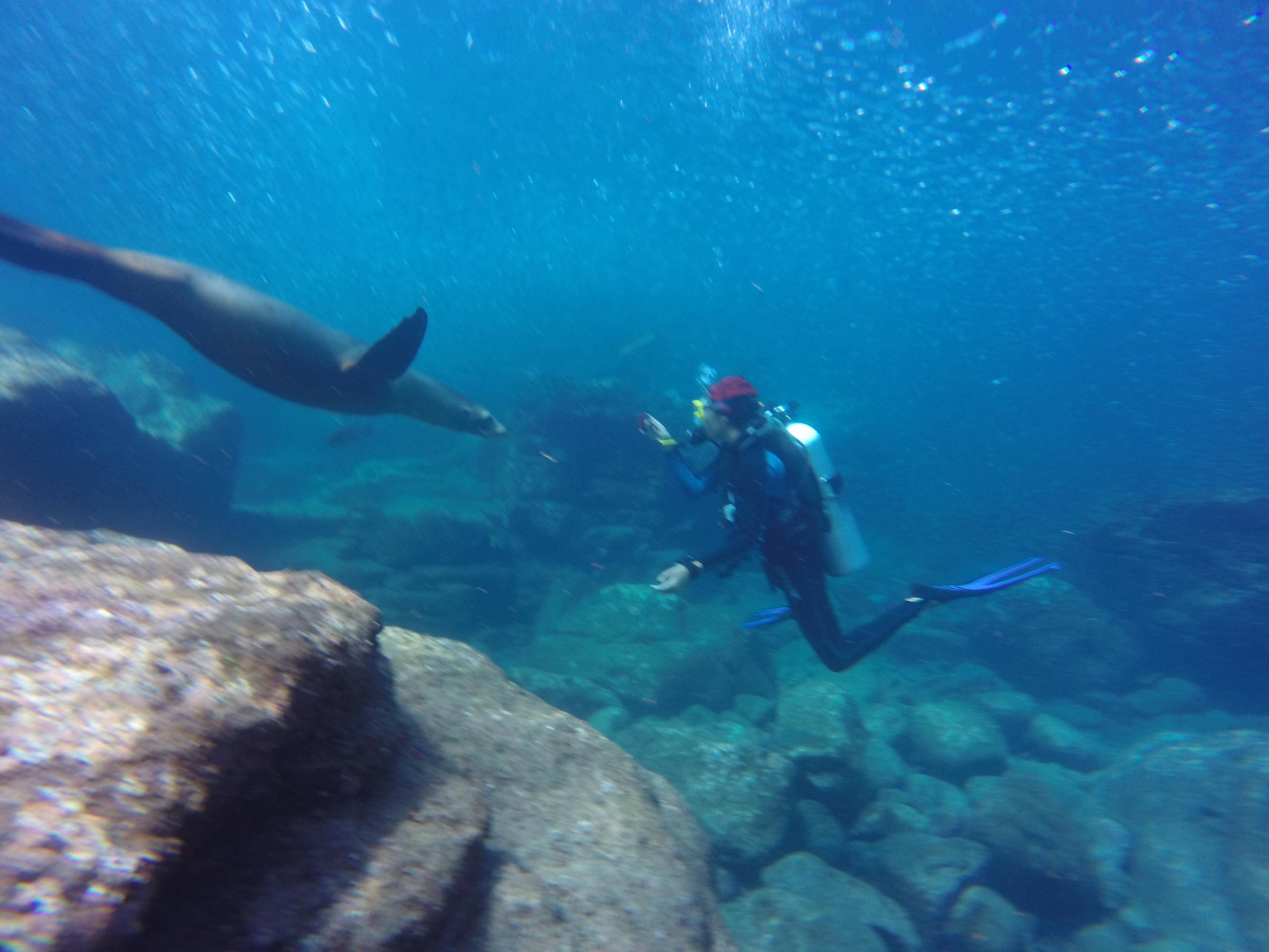 Carly Shabo diving with a sea lion.