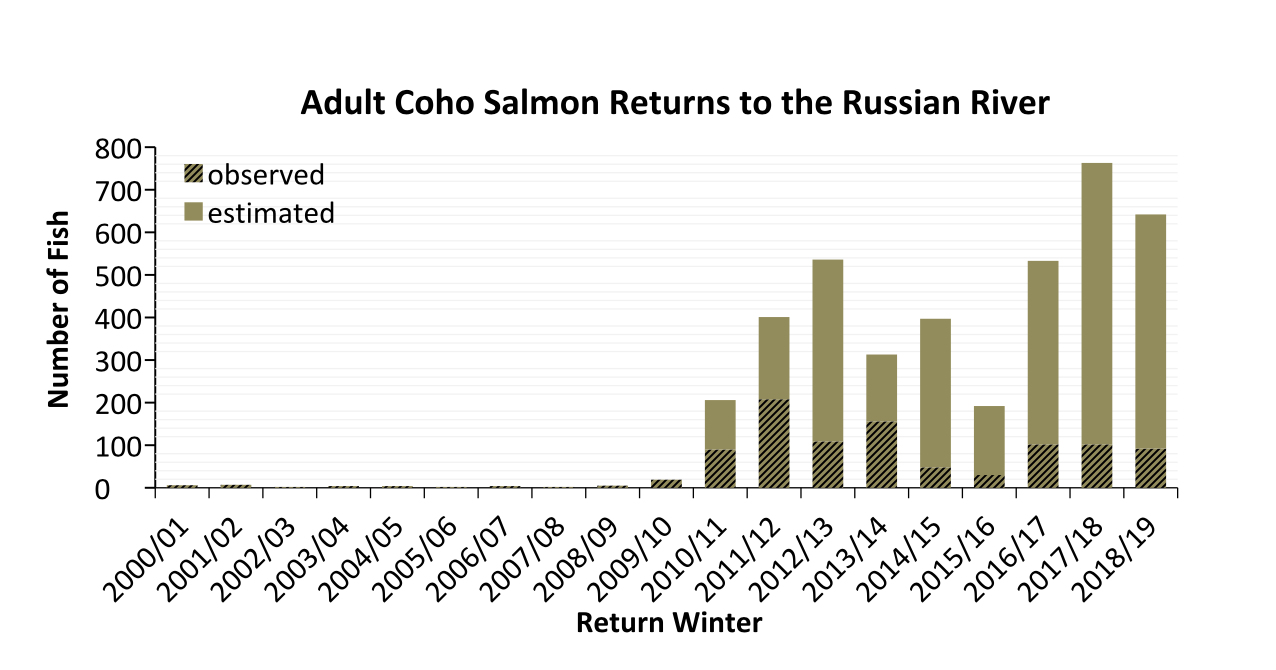 Estimated adult coho salmon returns to the Russian River over the last 20 winters. Note survey methods varied across years. Estimates were generated using PIT tag technology.
