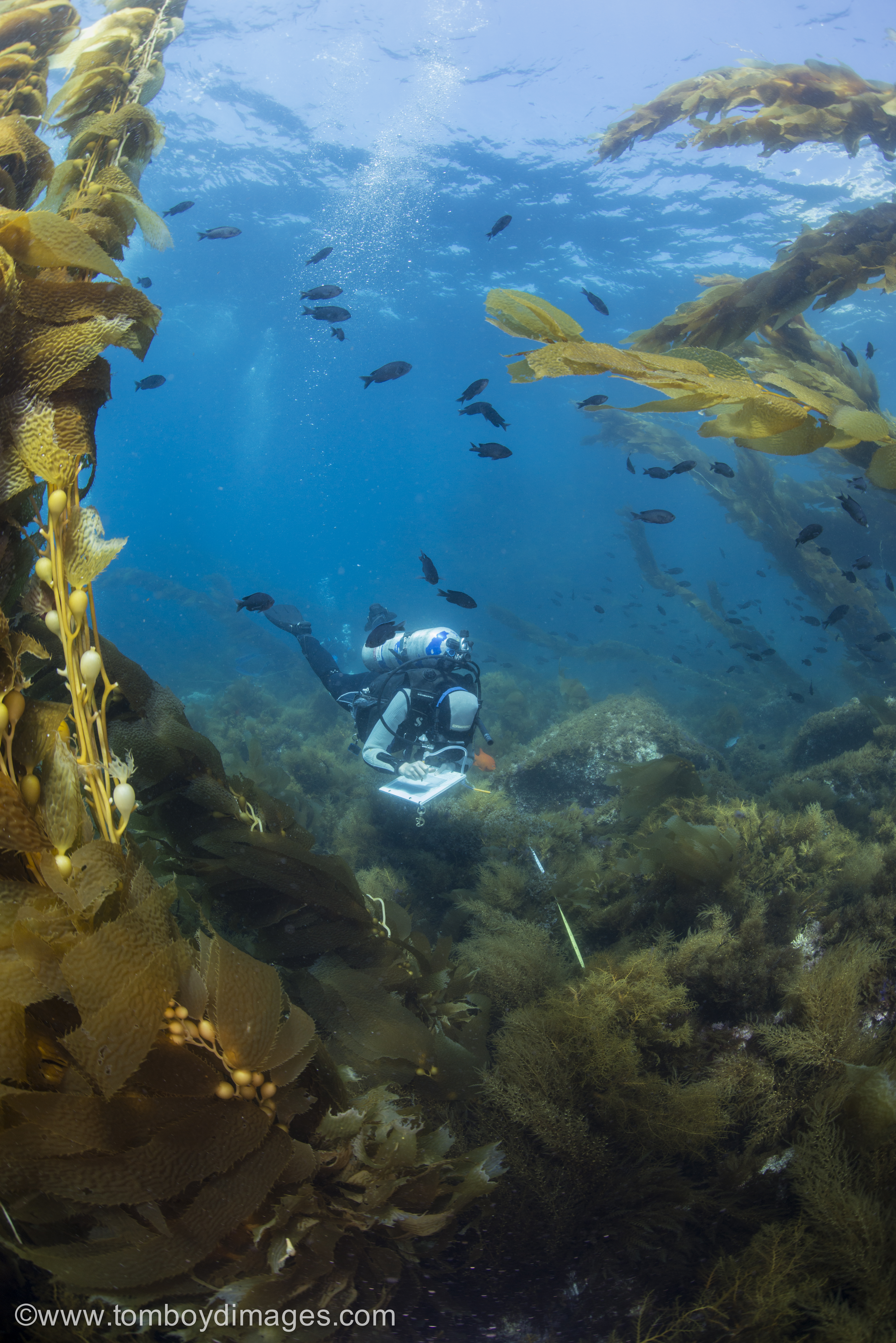 scuba diver collecting data surrounded by fish and kelp on a rocky reef