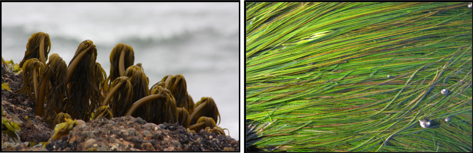 Sea palm (Postelsia palmaeformis; left) and seagrass (Phyllospadix torreyi) are not permitted for recreational harvest