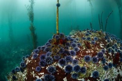 Purple sea urchins encroach upon a bull kelp stipe in central California. Photo credit: Abbey Dias.