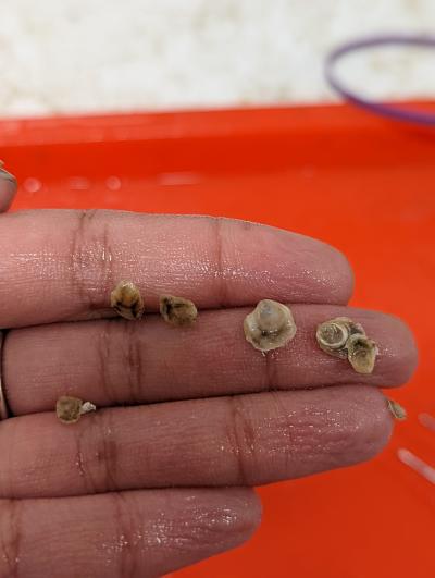A grown oyster can reach four to six inches in diameter. But these baby oysters are still tiny. Courtesy of Priya Shukla