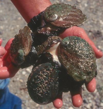 An outstretched hand holds four wet, cultured abalone whose slimy-looking bodies are squirming outside the dark blue, teal and brownish pink colored shells.