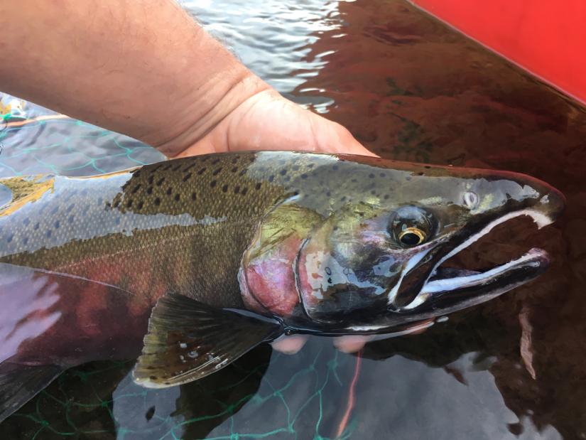 An adult coho salmon caught while targeting steelhead, 2018