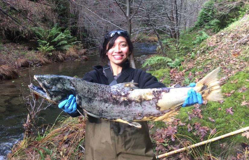 The carcass of an adult Chinook salmon that died after spawning on Pena Creek.
