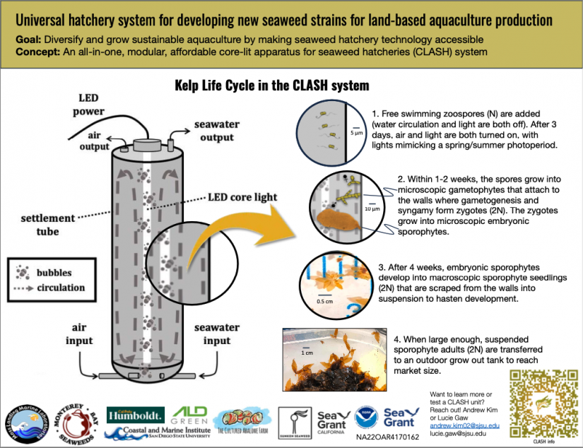 An infographic depicting the kelp life cycle in the CLASH system.