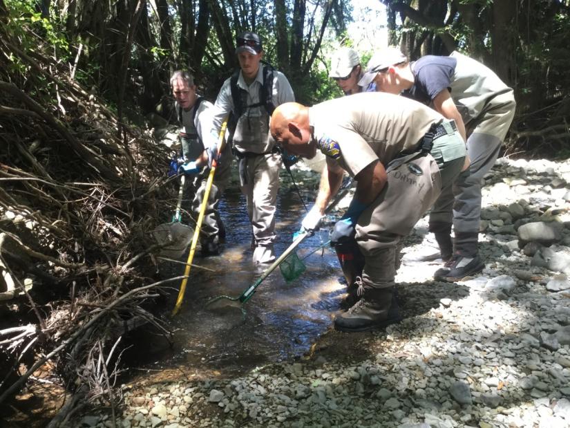 Staff from California Sea Grant and California Fish and Wildlife rescue fish from a drying stream on June 1, 2018.