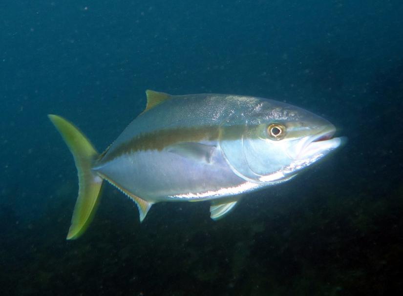 Yellowtail tuna swimming by John Turnbull/iNaturalist