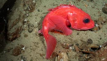 Thornyhead rockfish on substrate . NOAA Photo Library/flickr
