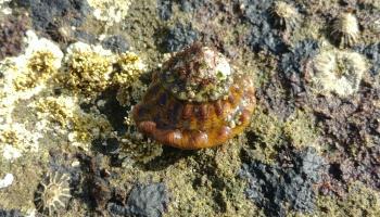 Wavy Turban Snail