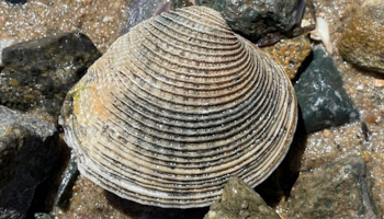Venus clam. Photo by Theres Talley.