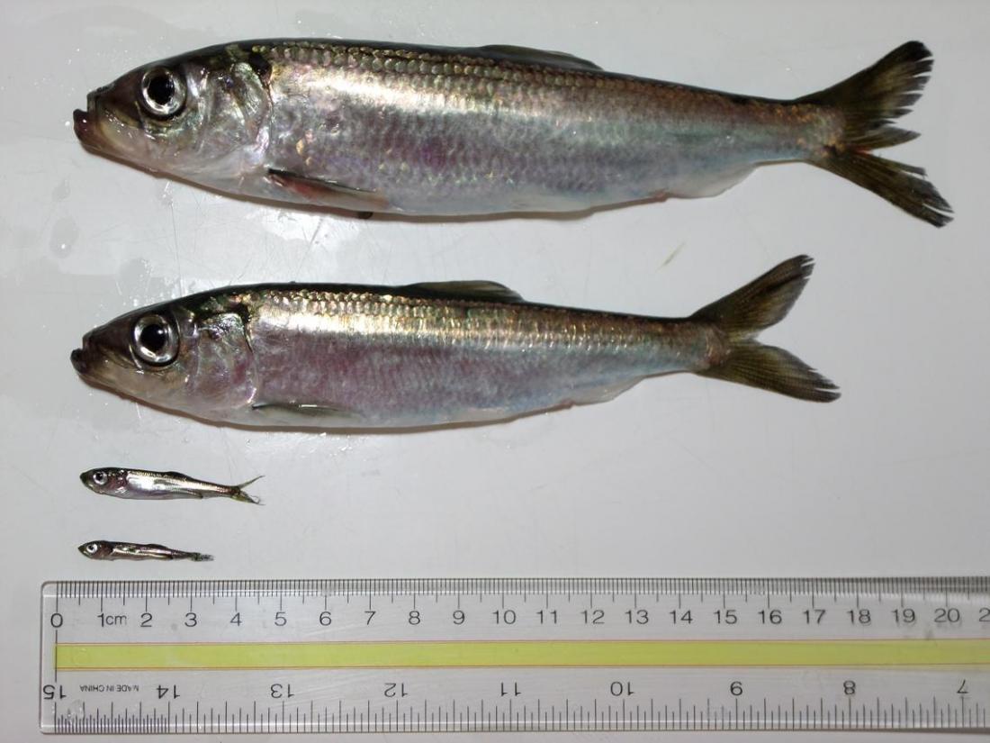 Different size classes of Pacific herring from 3cm to 20cm