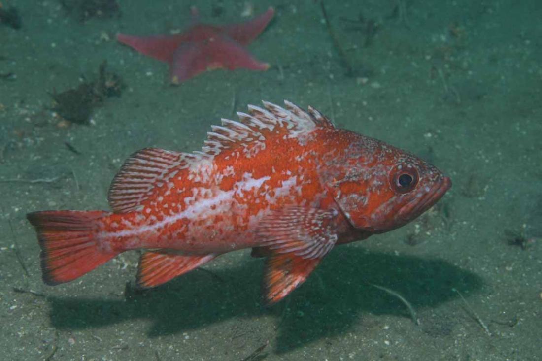 Vermillion rockfish swimming above substrate.