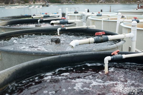 Tubs set for aquaculture of seaweed.  Carlsbad Aquafarm