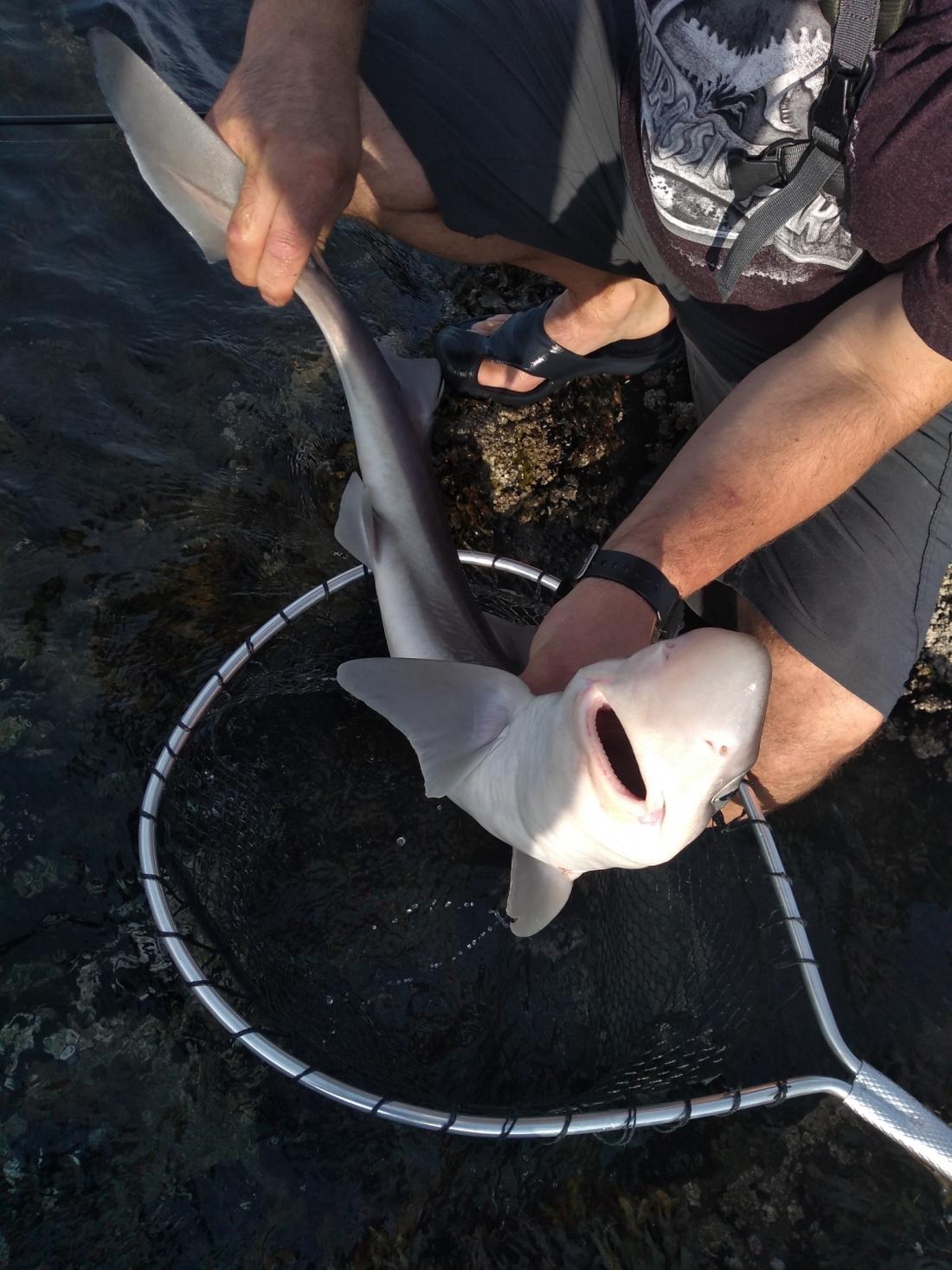 Spiny dogfish being held by fisherman, with a net underneath.