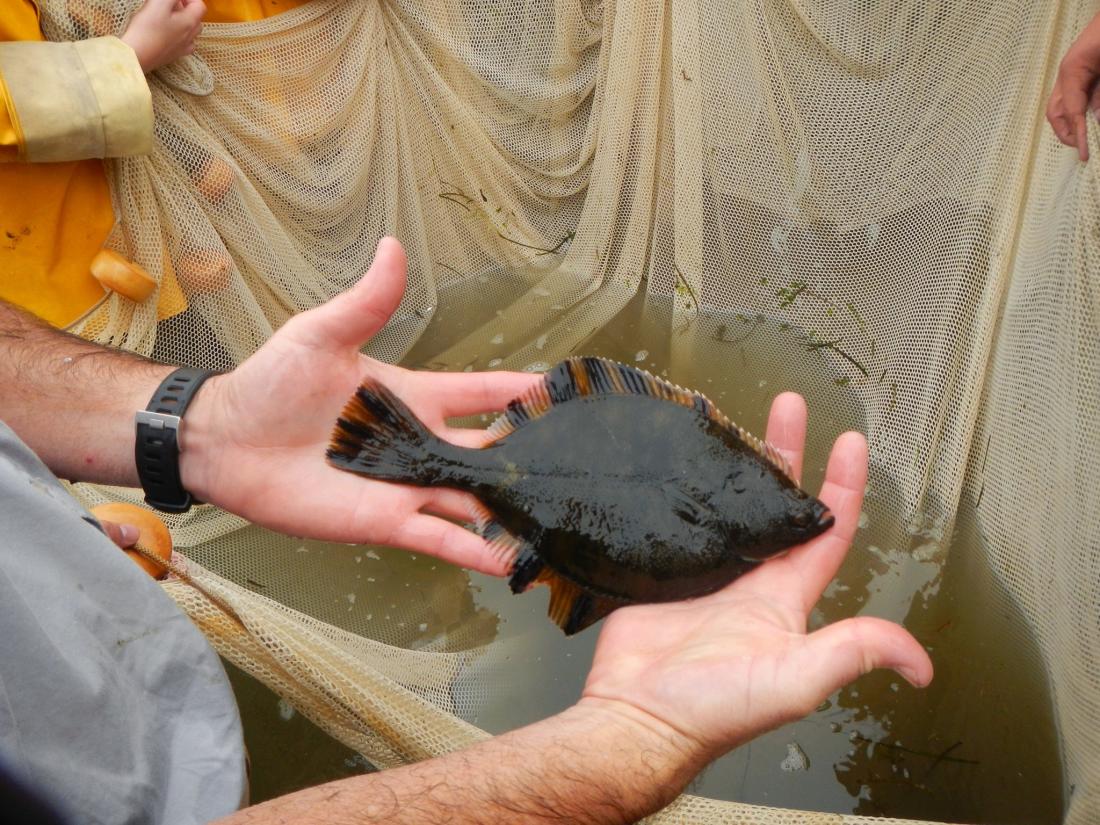 starry flounder held by a person, net with water in background held up by other people