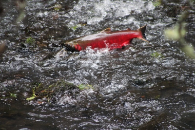 A coho salmon swimming upriver
