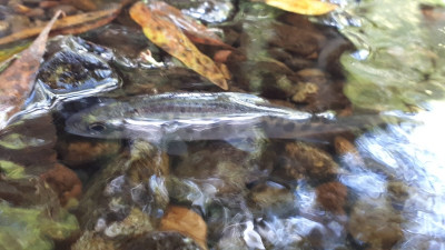 A small coho salmon in shallow water