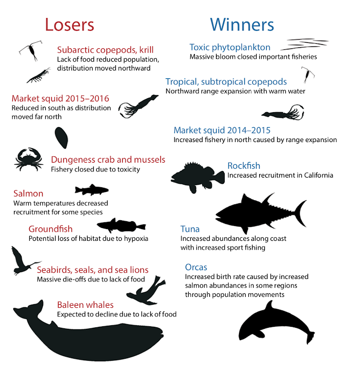 Organisms observed to be positively and negatively impacted by the marine heatwave of 2014-2016. Negatively affected organisms are labeled as “Losers” (left column), while organisms positively affected are labeled as “Winners” (right column). Note that anchovy were the biggest winners during this particular marine heatwave event but are absent from this figure due to observations collected after this figure was generated. Figure: Cavole et. al.