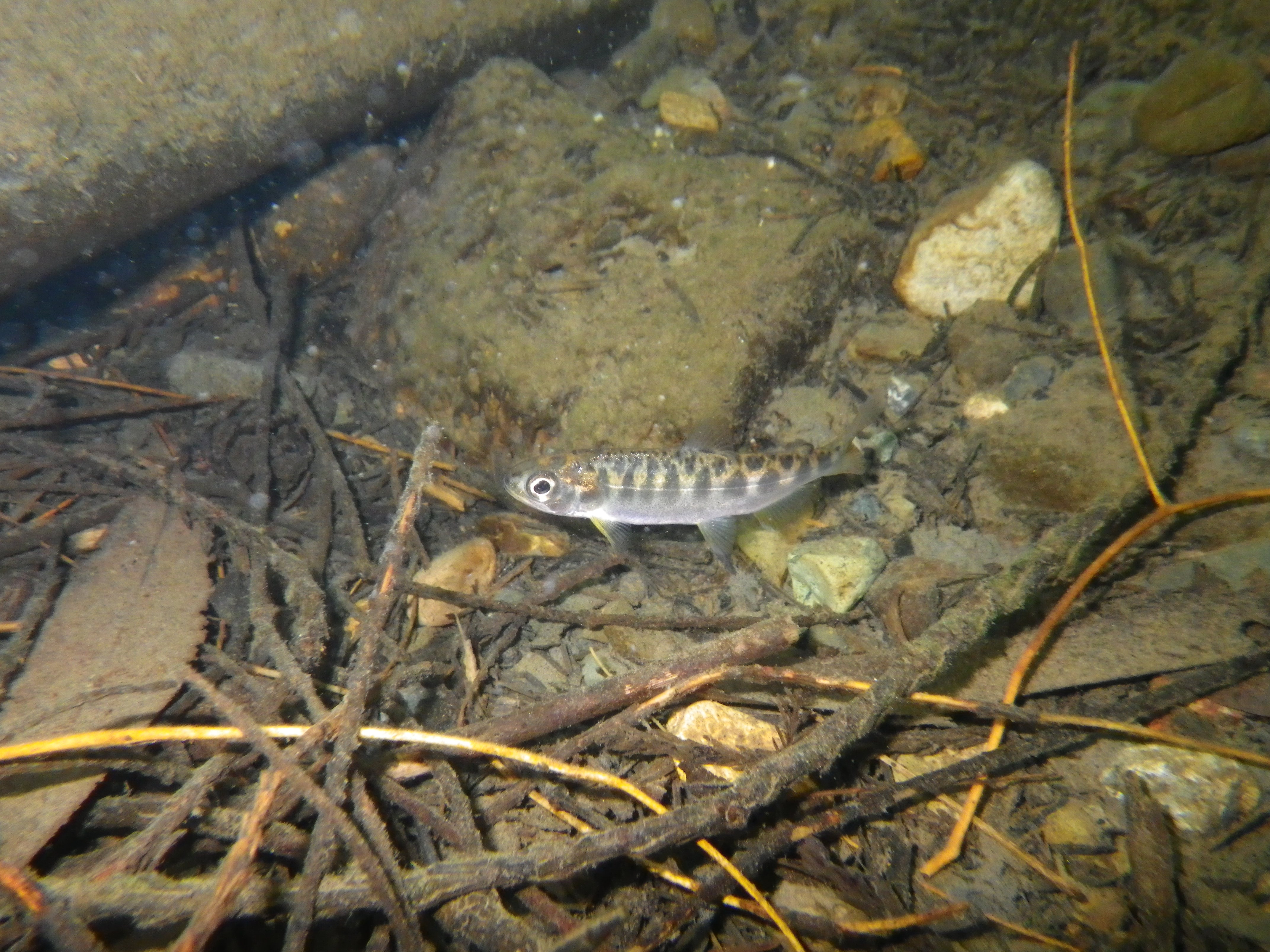 A juvenile Chinook salmon in Mark West Creek.