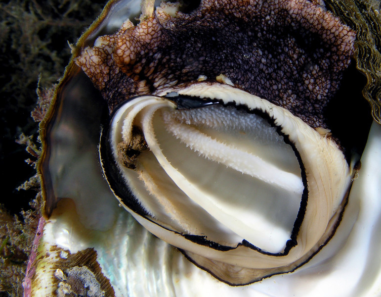 diverkevin.com turban_snail