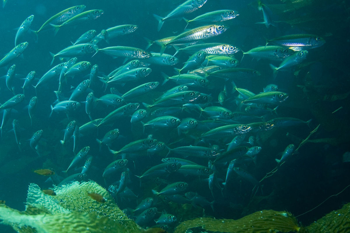 Aleph1, wikipedia pacific_mackerel