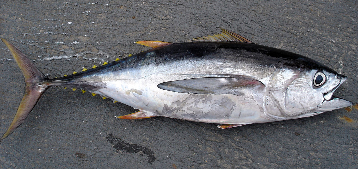 Allen Shimada/NOAA fisheries Bigeye tuna