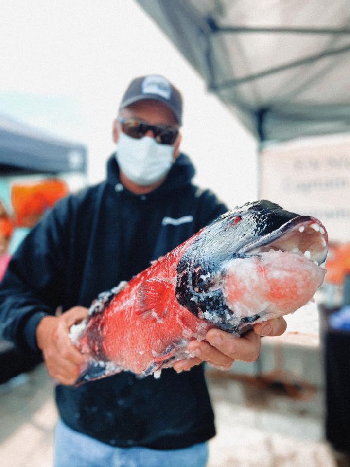 person holding frozen California Sheephead covered with ice