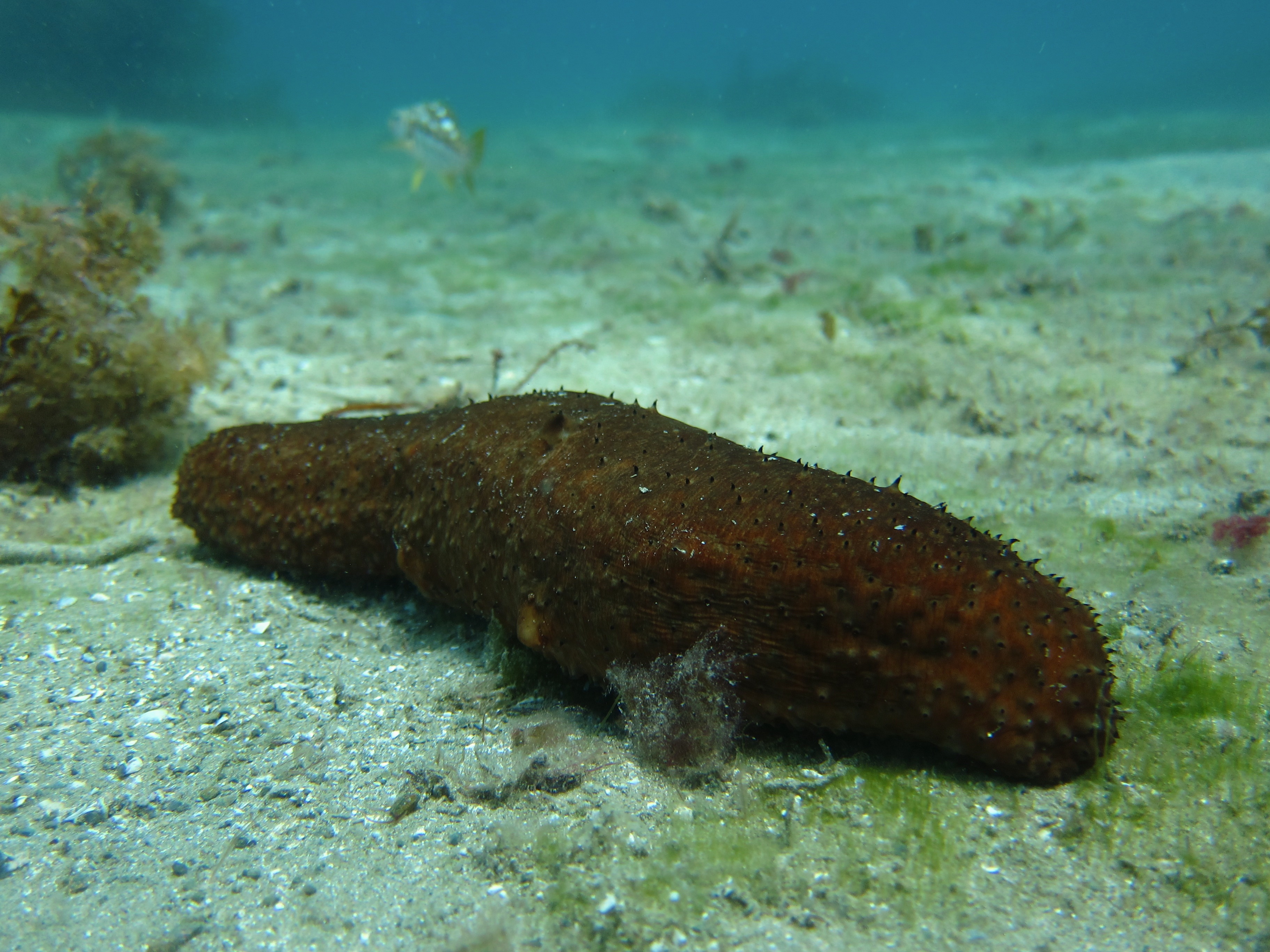 Roban Kramer/flickr Warty Sea Cucumber