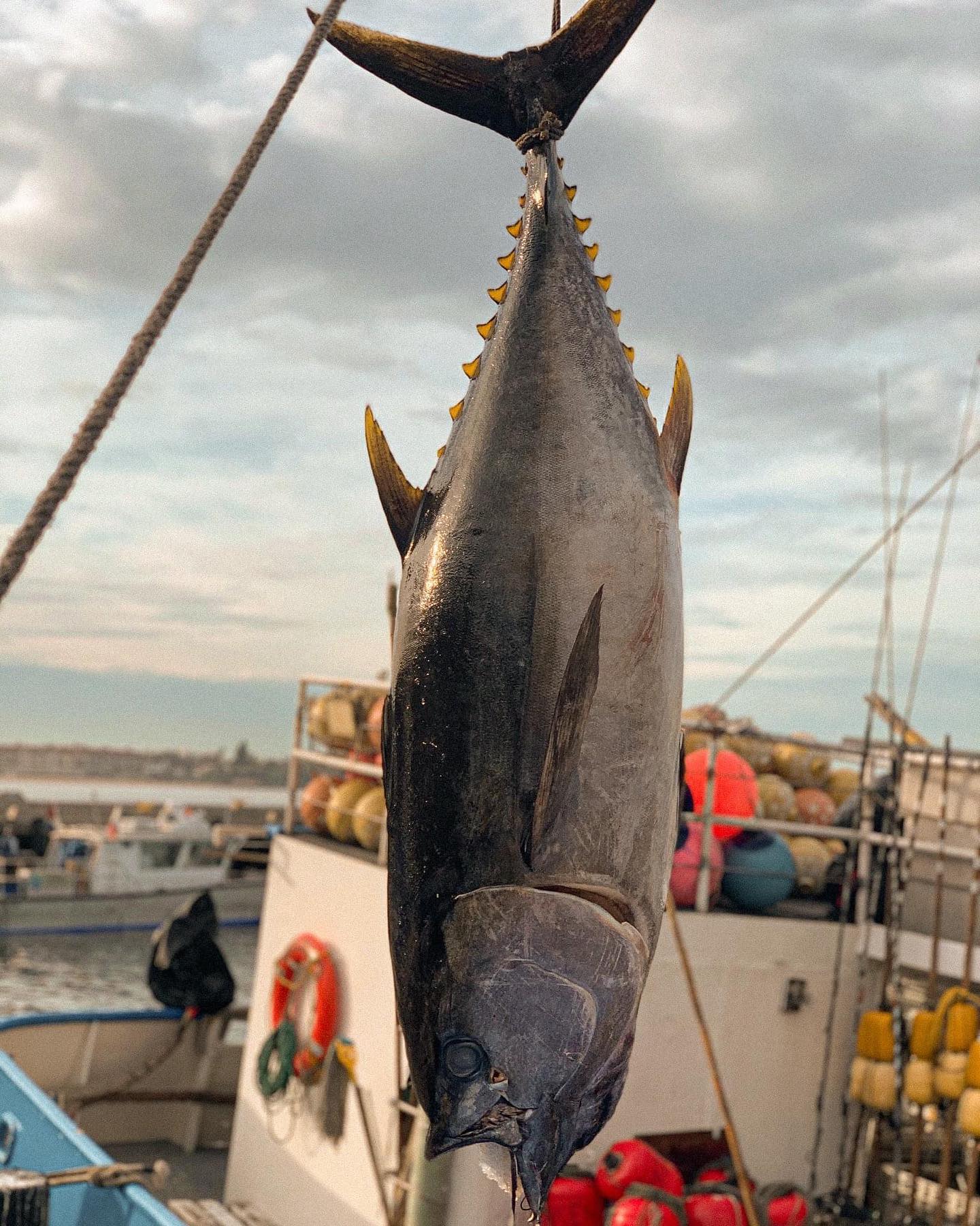 Tuna Harbor Dockside Market/Facebook Bigeye tuna lifted by rope above a fishing boat