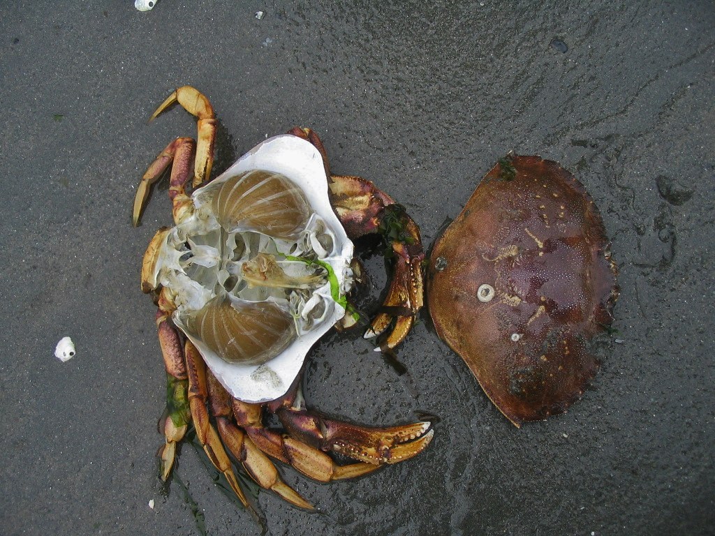 Dungeness Crab California Sea Grant