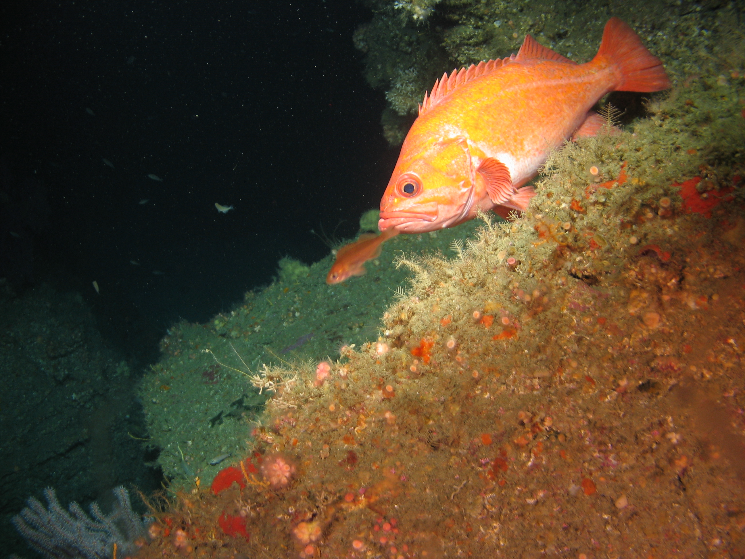 Vermilion rockfish inside Farnsworth Offshore State Marine Conservation Area.