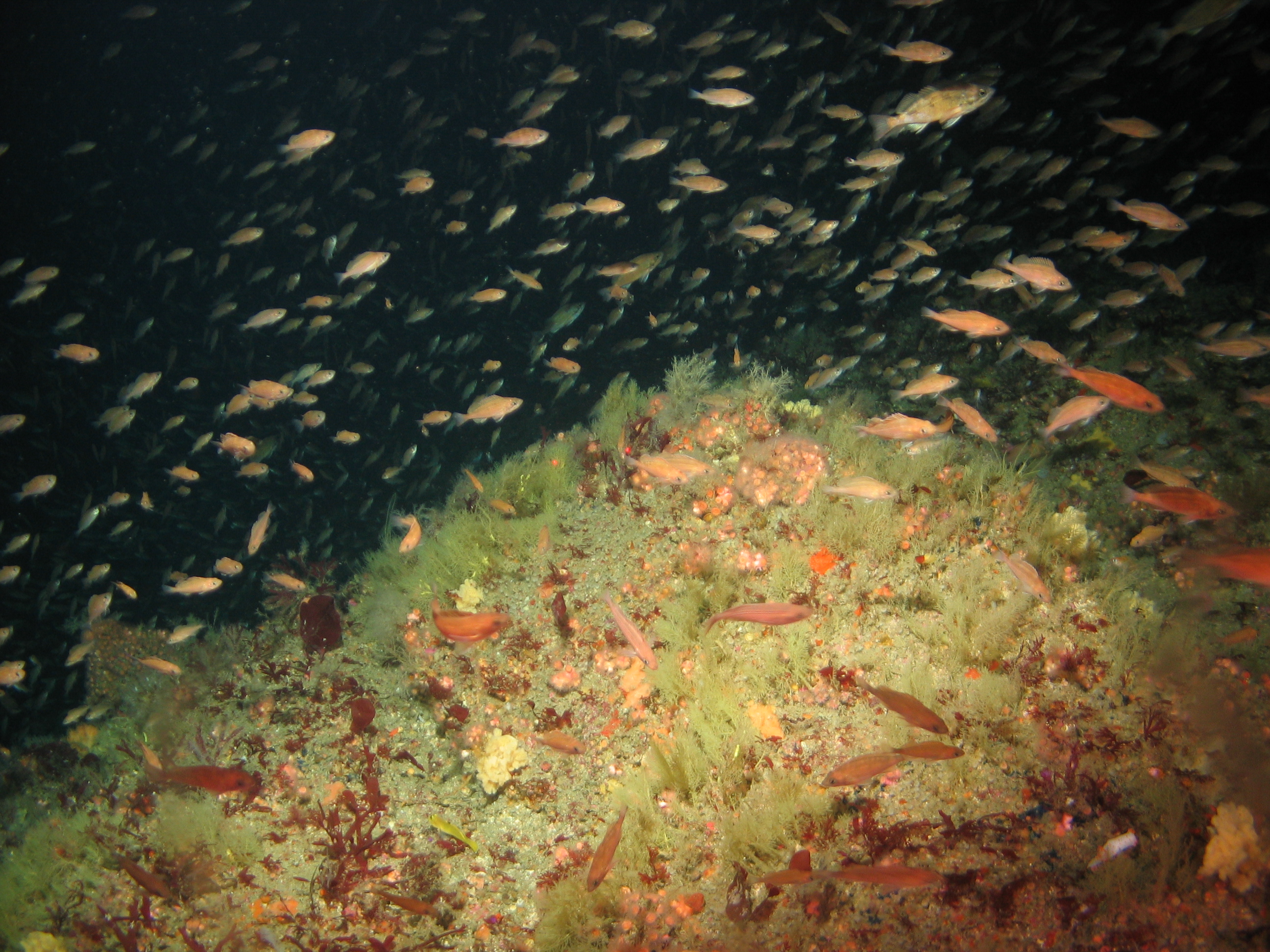 A rocky reef near Point Conception SMR teems with diverse residents. 