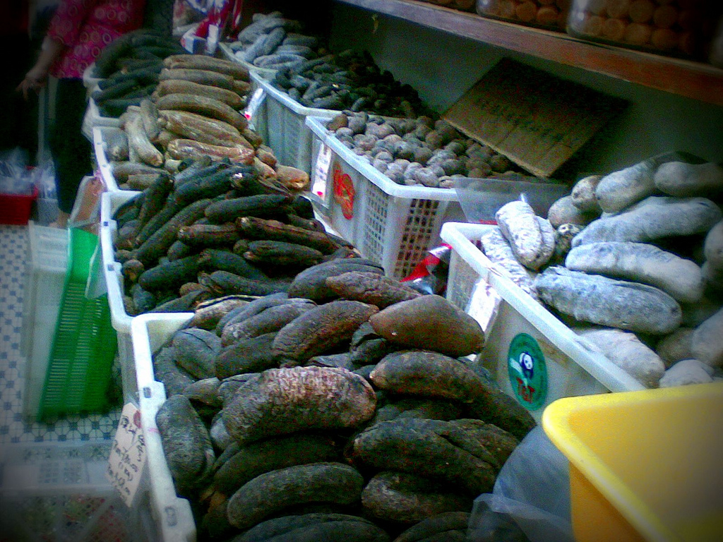 California Sea Cucumber California Sea Grant california-sea-cucumber-california-sea-grant