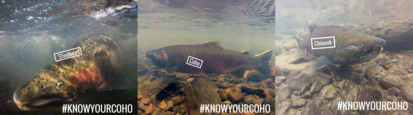 Adult salmonids of the Russian River watershed.