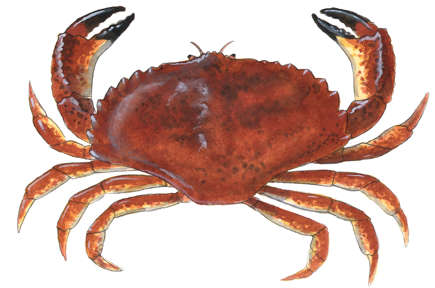 redrock crab