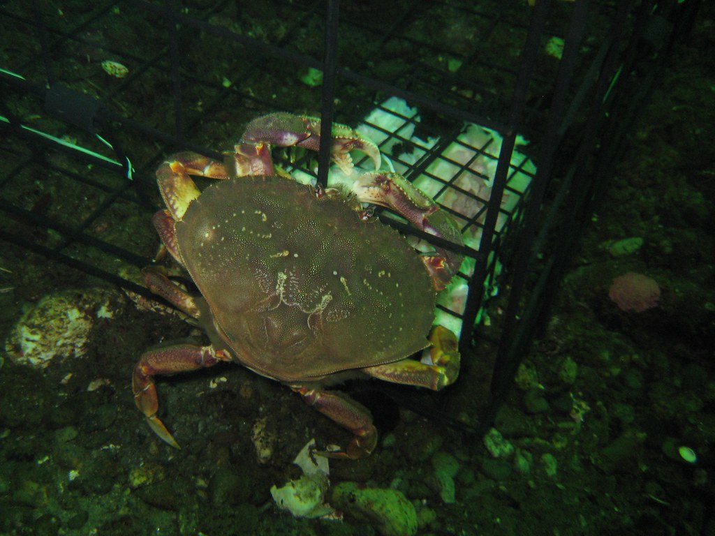 CC BY-NC-SA 2.0 Dungeness crab in a crab trap