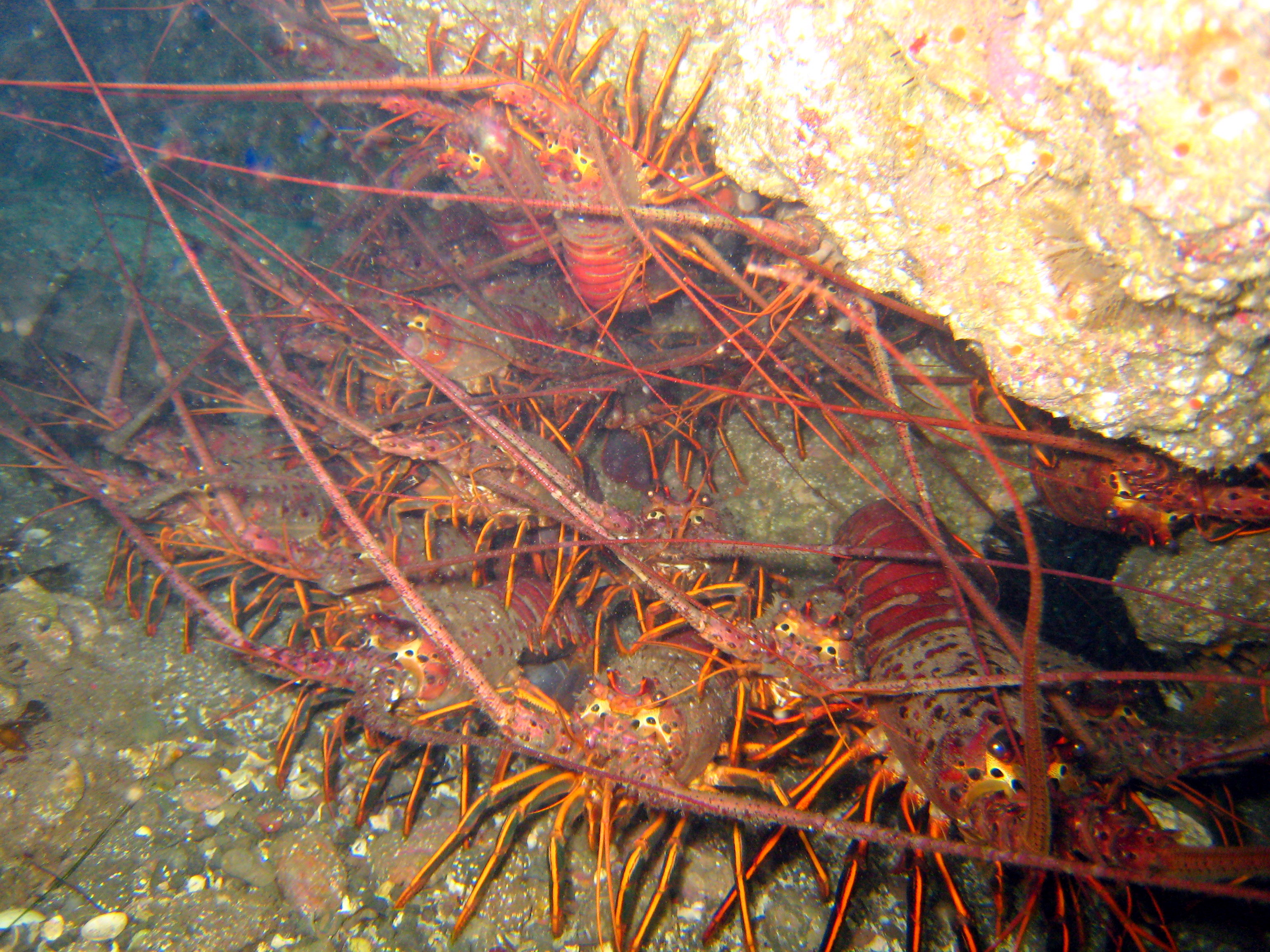 Derek Stein/flickr many spiny lobsters under a crevice