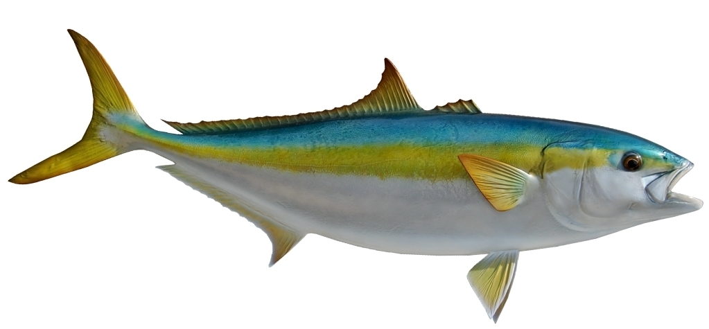 kingsailfishmounts.com