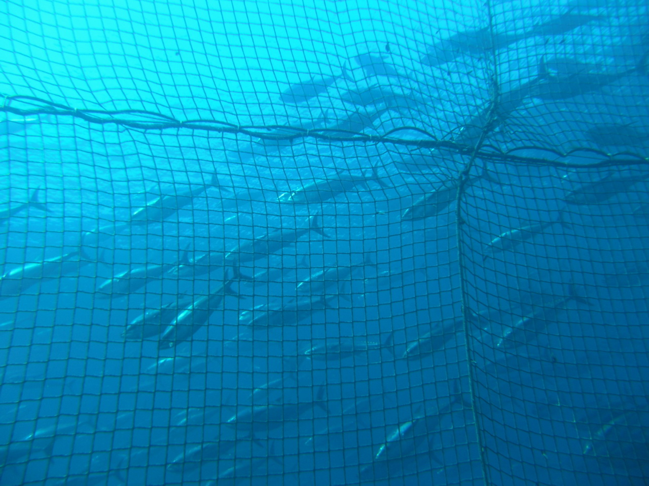 Tom Puchner/flickr tuna trapped by net