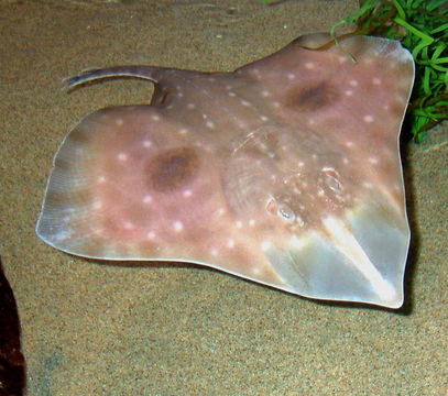 Valerie Myers/CC BY-2.0 Big Skate