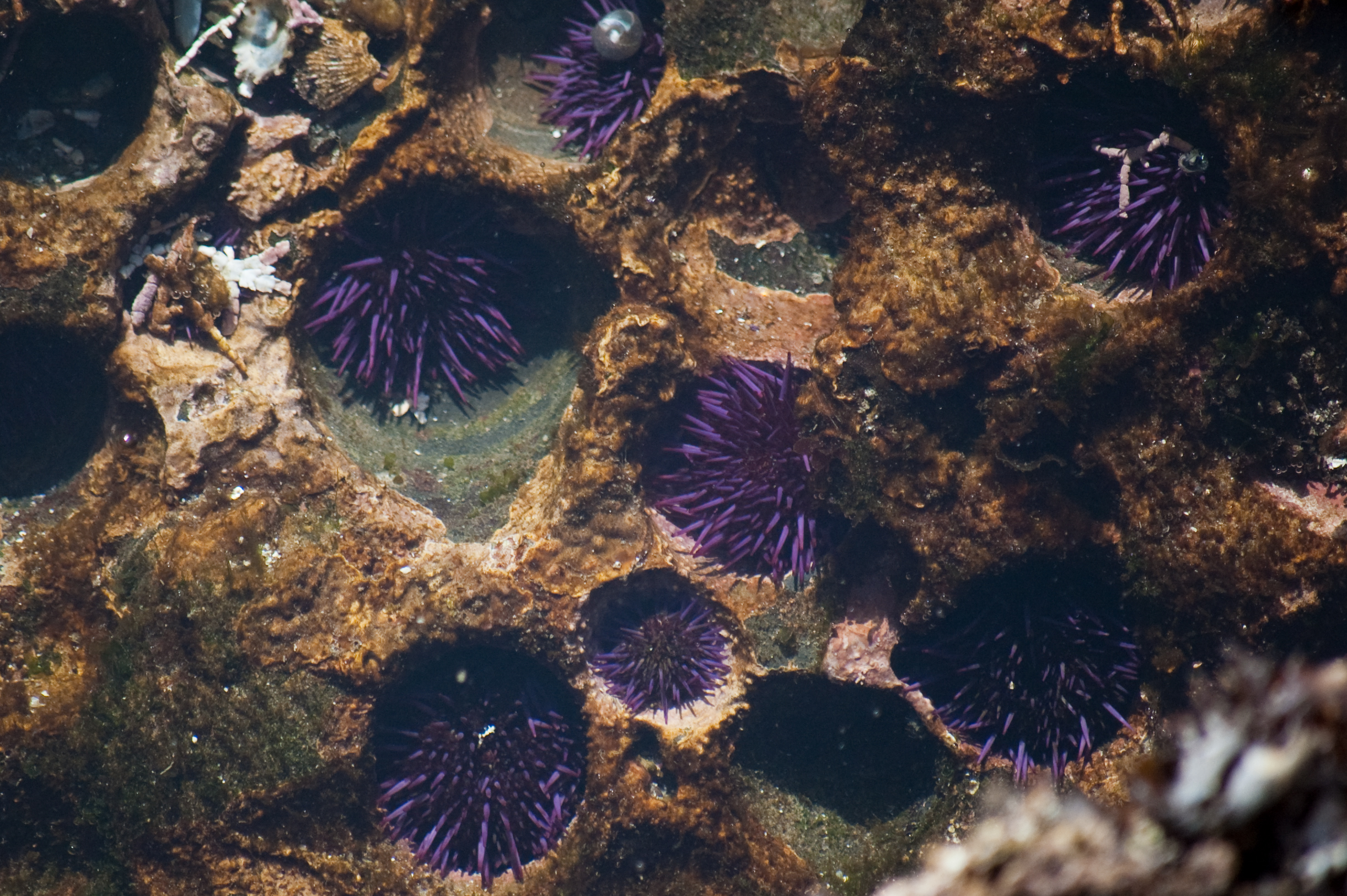 meggle/flickr Purple sea urchins nestled in holes in substrate