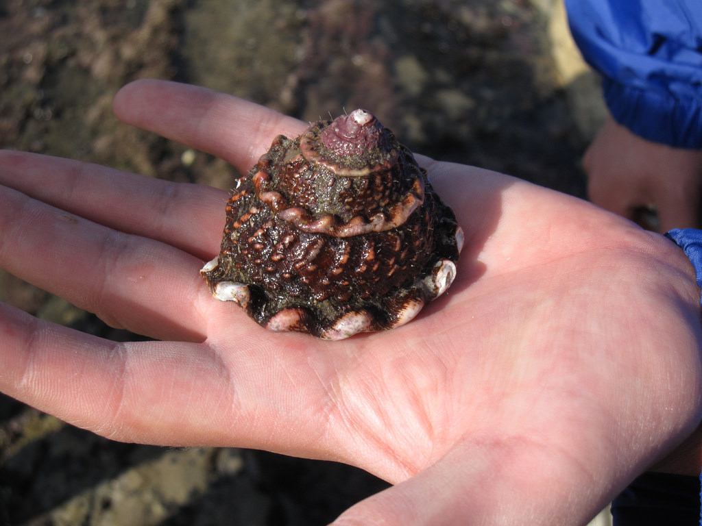 Linda Tsoi turban_snail
