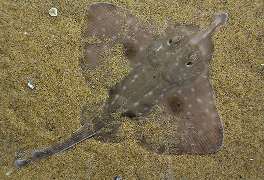 D.R. Robertson/CC BY-NC-3.0 Big skate partially buried under sand