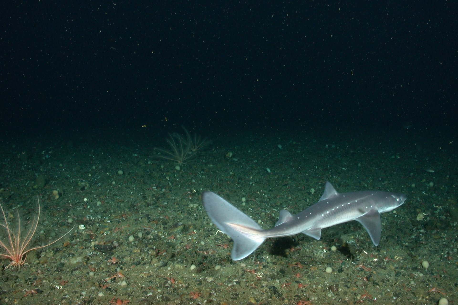 pacific-spiny-dogfish-california-sea-grant