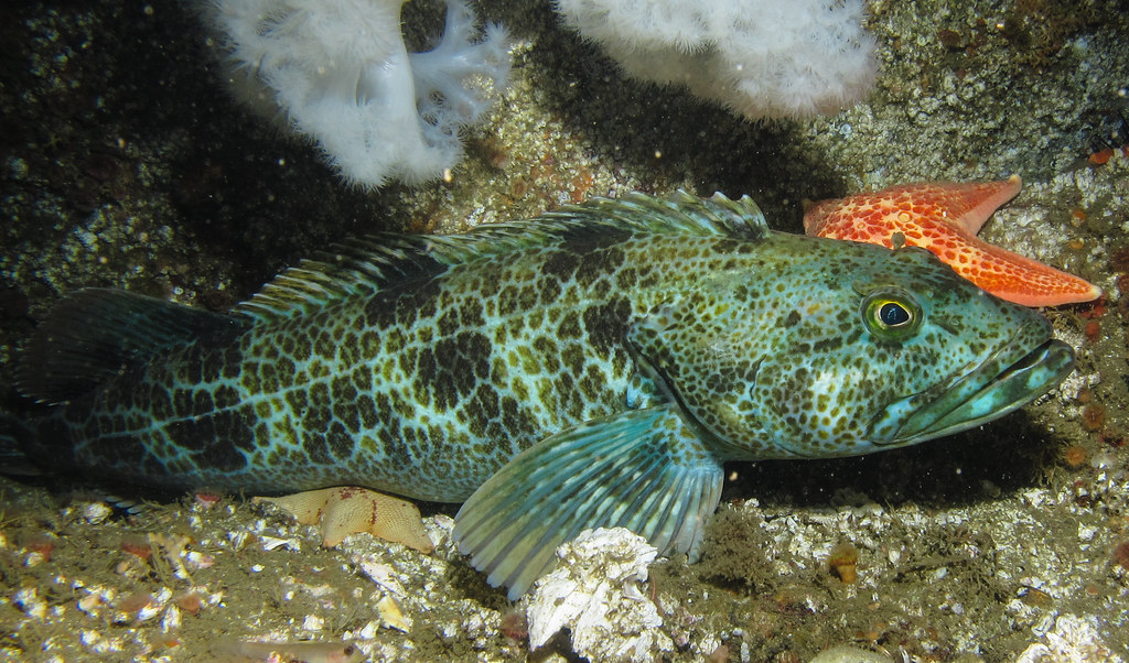 Ed Bierman/flickr Blue lingcod