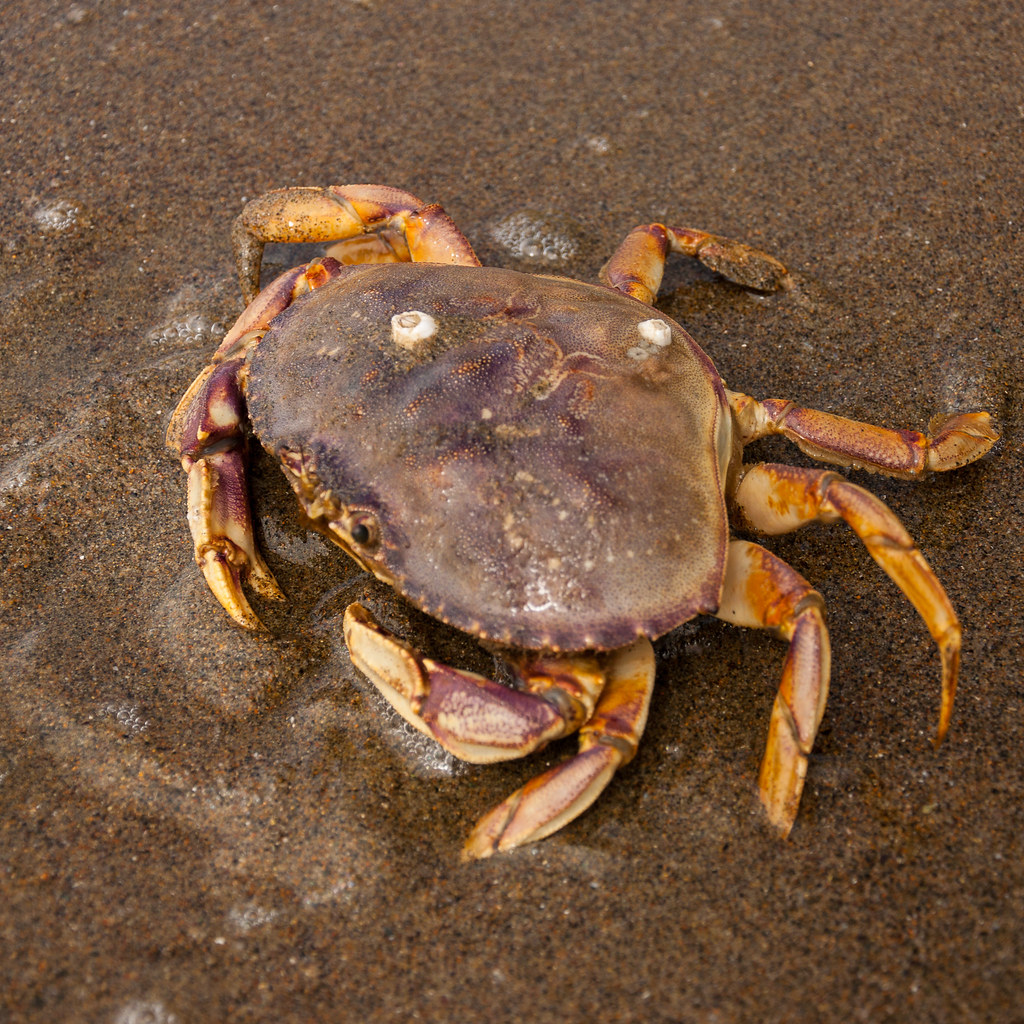 Dungeness Crab | California Sea Grant